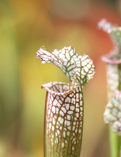 Sarracenia x "Ultimo Impero"