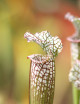 Sarracenia x "Ultimo Impero"