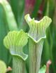 Sarracenia rubra ssp. alabamensis "Dr König"