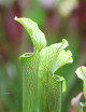 Sarracenia rubra ssp. alabamensis "Dr König"