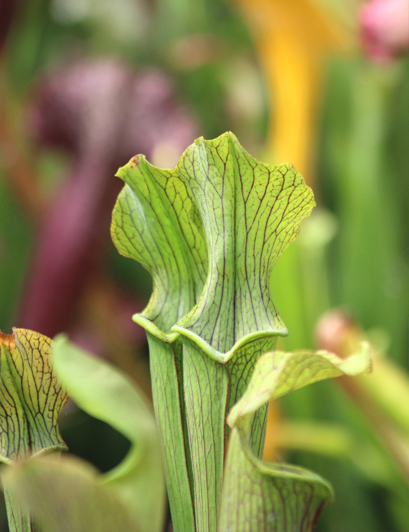Sarracenia rubra ssp. alabamensis "Dr König"