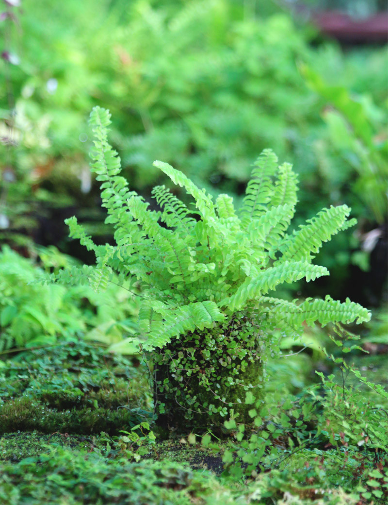 Nephrolepis exaltata raciné en xaxim