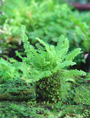 Nephrolepis exaltata raciné en xaxim