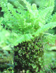 Nephrolepis exaltata raciné en xaxim