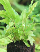 Asplenium scolopendrium raciné en xaxim