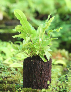 Asplenium scolopendrium...
