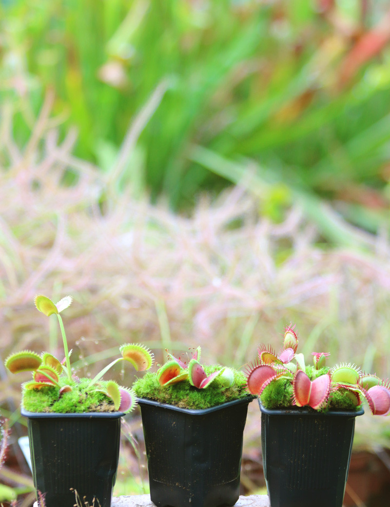 Pack 3 Dionaea