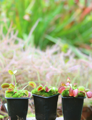 Pack 3 Dionaea