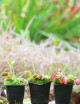 Pack 3 Dionaea