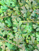 Selaginella uncinata mini-mottes