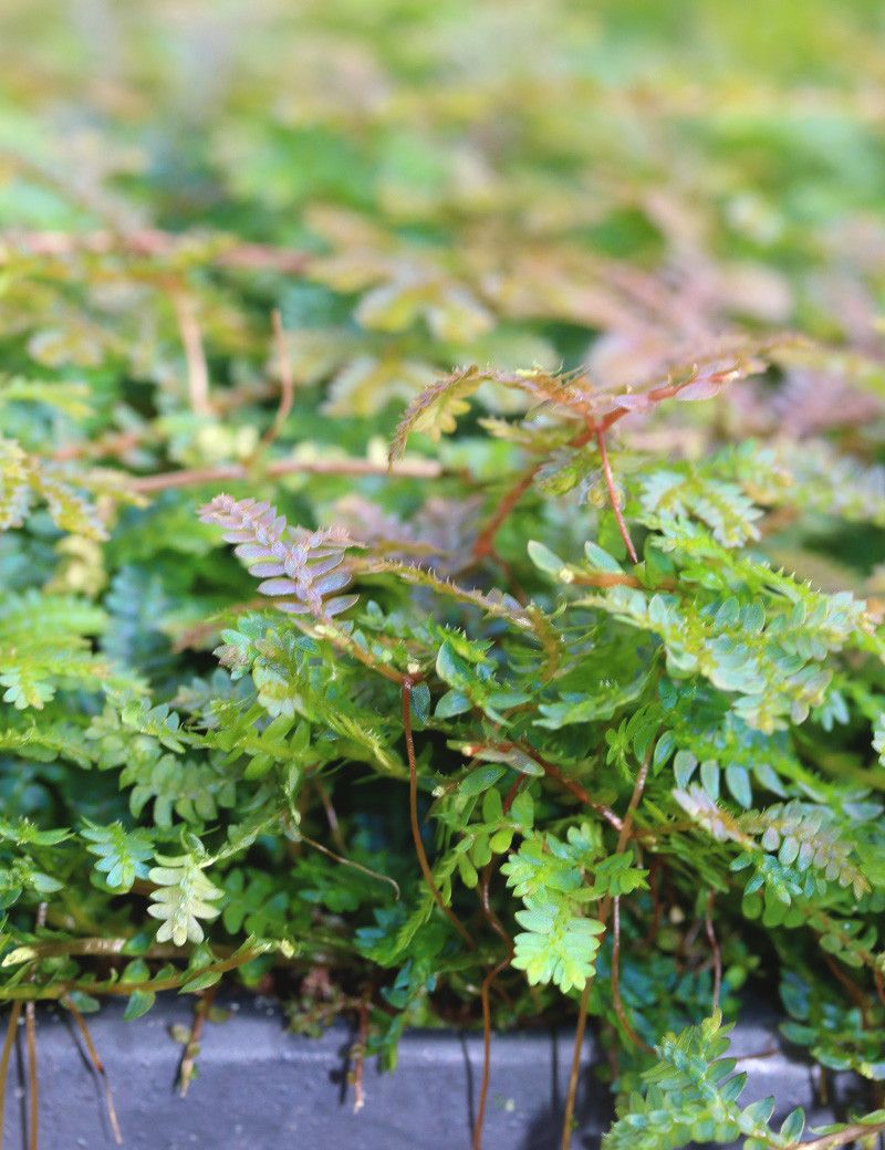 Selaginella uncinata mini-mottes