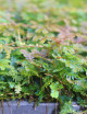 Selaginella uncinata mini-mottes