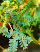 Selaginella uncinata mini-mottes