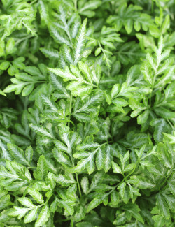 Pteris evergemiensis