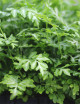 Pteris evergemiensis