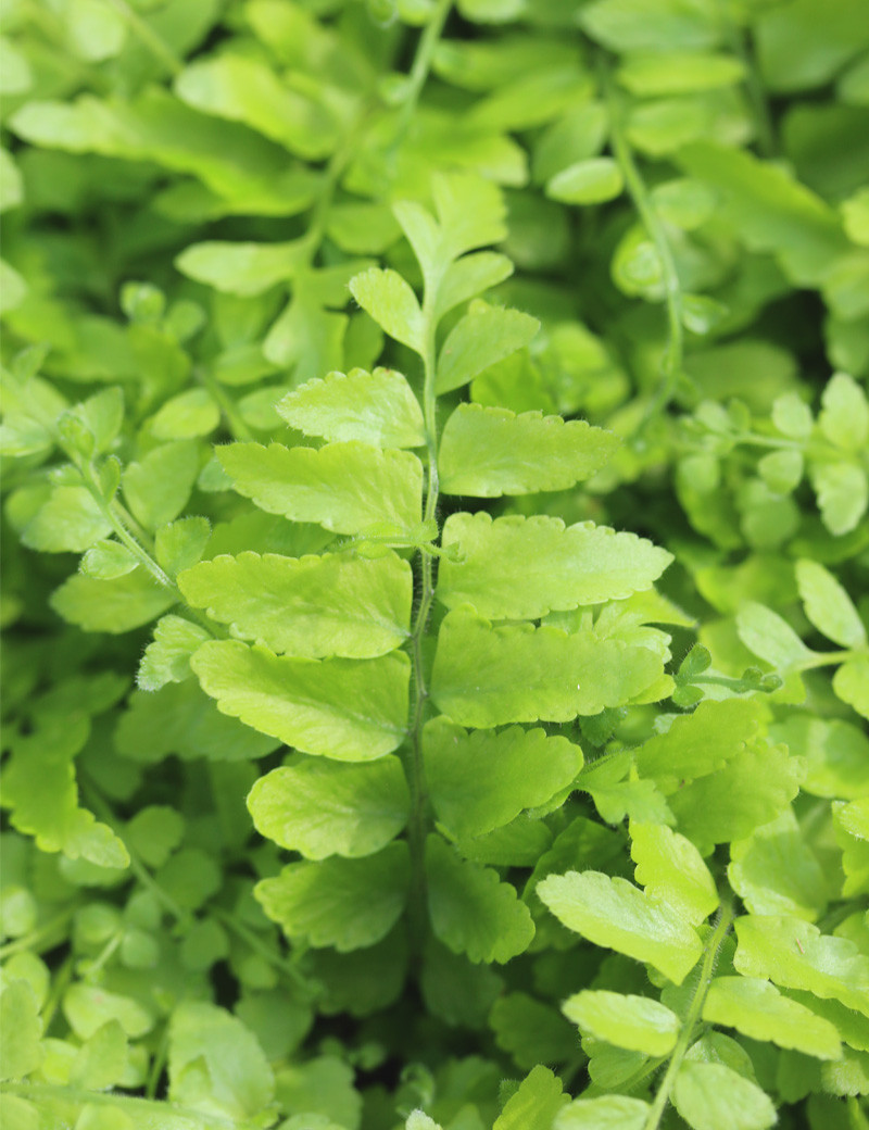 Nephrolepis biserrata 'Macho'