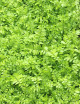 Nephrolepis biserrata 'Macho'