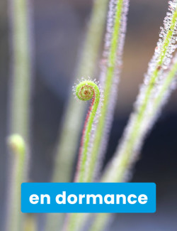 Clon 2 Drosera filiformis -...