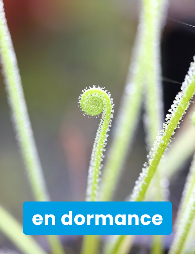 Drosera filiformis var. tracyi - Mini-tapones