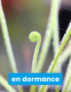 Drosera filiformis var. tracyi - Mini-tapones