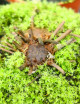 Drosera filiformis var. tracyi - Mini-mottes