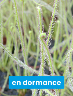 Drosera filiformis 'Florida...