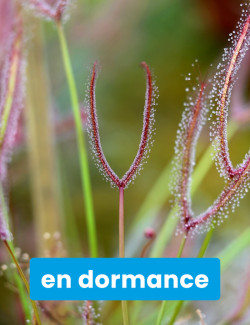 Drosera joven