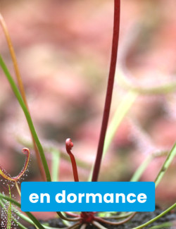 Drosera binata "red stems"