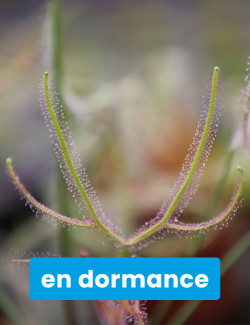 Drosera binata - Mont Ruapehu - Alpin form plante carnivore