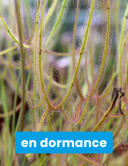 Drosera binata var....