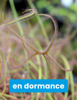 Drosera binata 'Marston Dragon' plante carnivore
