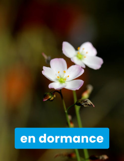 Drosera binata var....