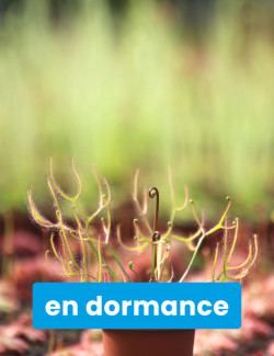 Drosera binata var. multifida