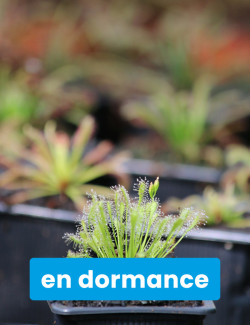 Drosera intermedia all green