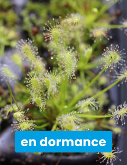 Drosera intermedia all...