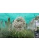 Tillandsia bandensis en touffe fille de l'air