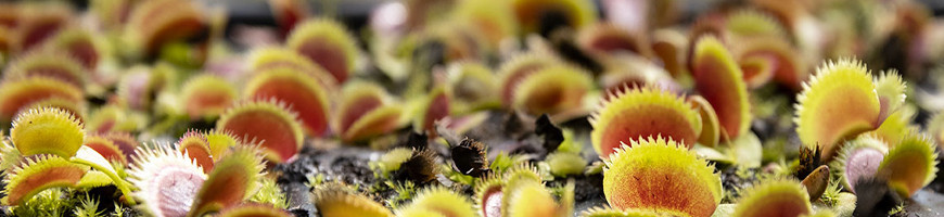 Vente de plantes carnivores DIONAEA - DIONEE - ATTRAPE MOUCHE