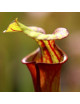 Sarracenia