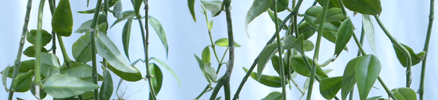 Vente de Hoya - Succulente - Fleur de porcelaine / Fleur de cire