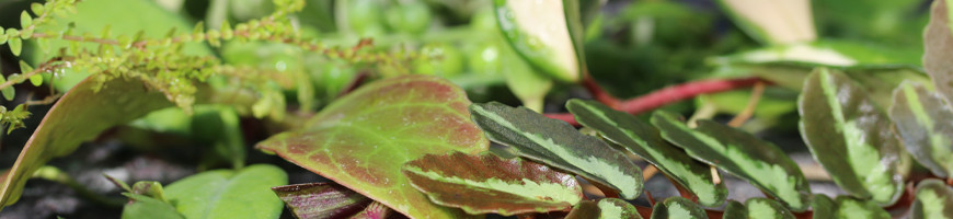 Plants for transplanting - indoors, terrariums & outdoors