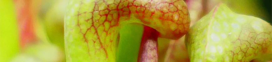 Darlingtonia (Planta cobra) | Consejos de cultivo