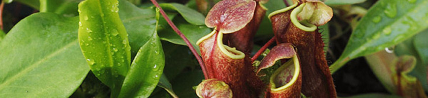 Nepenthes : cuidados, macetas y consejos de cultivo.