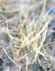 Semis de Tillandsia : comment réussir vos graines ?