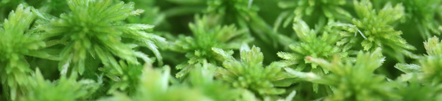 Musgo Sphagnum vivo (Sphagnum cristatum)