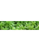 Musgo Sphagnum vivo (Sphagnum cristatum)
