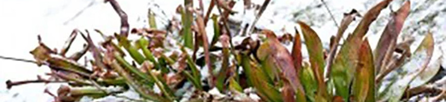 Overwintering carnivorous plants: dormancy and best practices