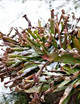 Hivernage des plantes carnivores : dormance et bonnes pratiques