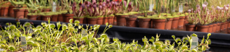 ¿Qué planta carnívora elegir para empezar?