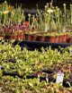 Which plant to choose to get started