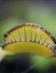 Pourquoi ma plante carnivore jaunit
